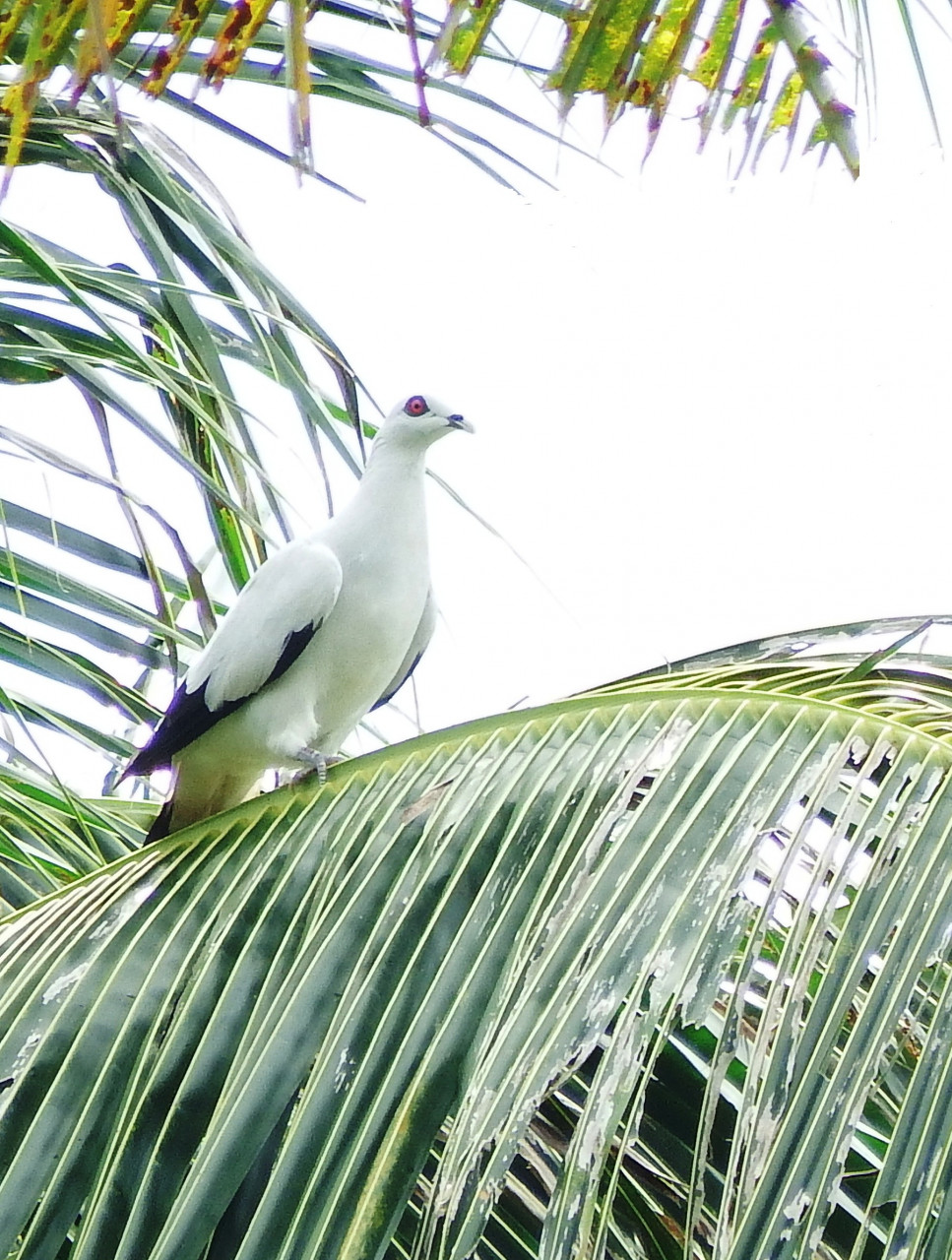 Neue Populationserfassung von Vogelarten auf der Insel Simeulue