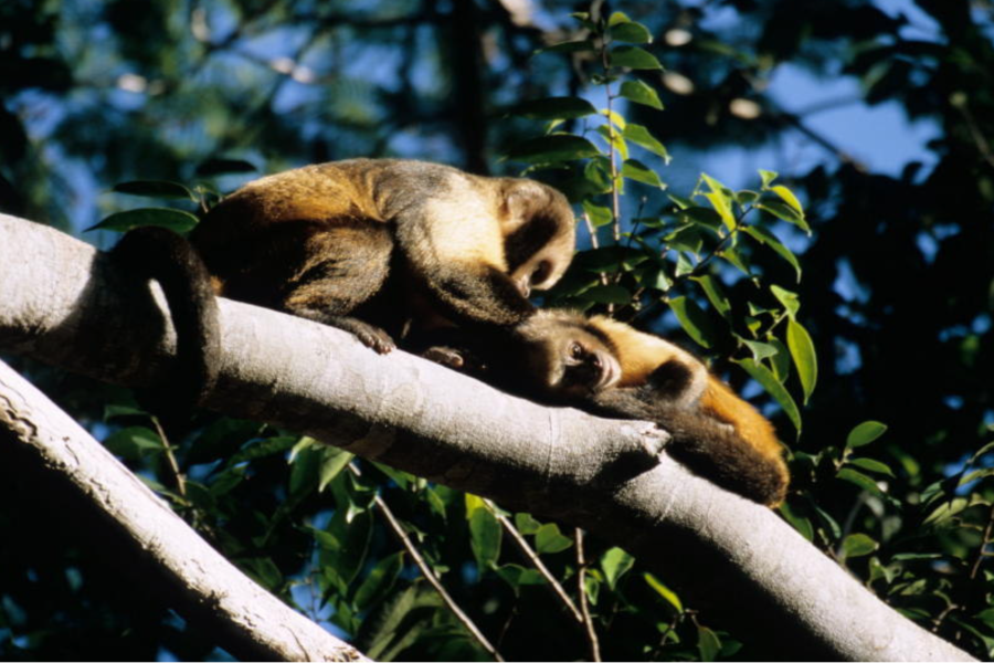 Yellow-breasted Capuchin