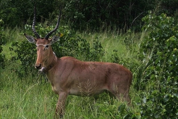 Hunter's Antelope
